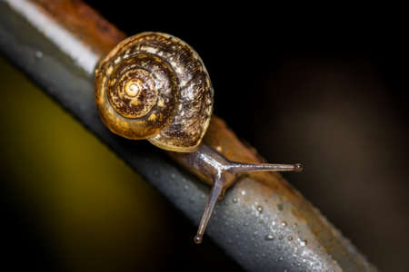 Young small Copse snail (Arianta arbustorum) at night after rainの写真素材