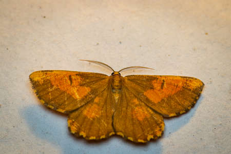 Orange moth (Angerona prunaria) macro on the wall at nightの写真素材