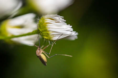 Female mosquito (Culicidae) on a common daisy (Bellis perennis) at nightの写真素材