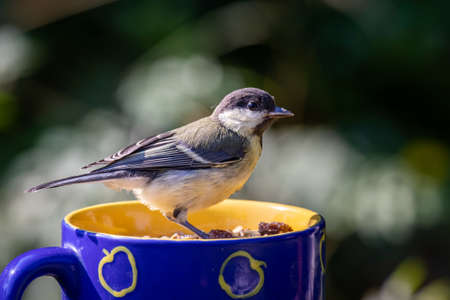 Great tit (Parus major) sitting on a blue mug with seedsの写真素材