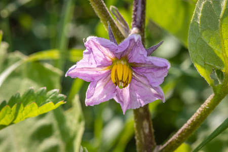 Eggplant (Solanum melongena) flower in the gardenの写真素材