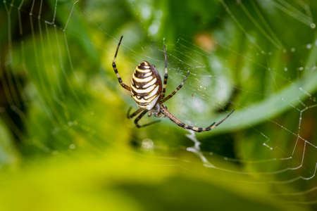 Wasp Spider (Argiope bruennichi) is a spider web in a meadowの写真素材