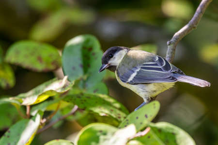 Great tit (Parus major) on an apple tree in the gardenの写真素材