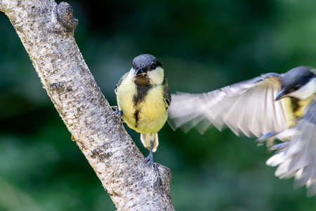 Young great tit (Parus major) on a tree branchの写真素材