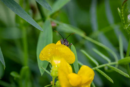 Small Reduviidae bug looks out from a yellow wild flowerの写真素材