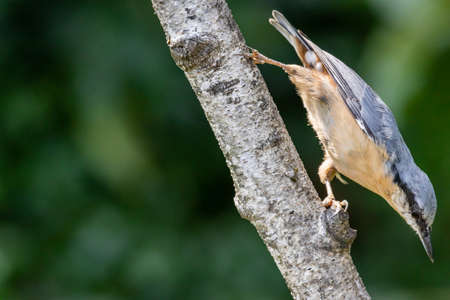 Eurasian nuthatch or Wood nuthatch (Sitta europaea) on a tree branchの写真素材