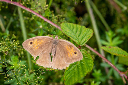Old Meadow brown (Maniola yurtina) with damaged wings on the fieldの写真素材