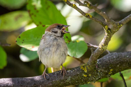 Eurasian tree sparrow (Passer montanus) singing on an apple tree in the gardenの写真素材