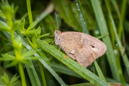 Old Meadow brown (Maniola yurtina) with damaged wings on the fieldの写真素材