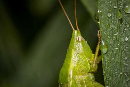 Great green bush-cricket (Tettigonia viridissima) macro portraitの写真素材