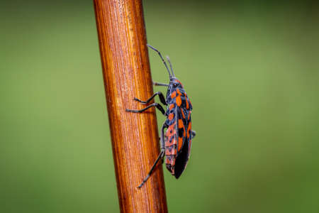 Black-red seed bug (Spilostethus saxatilis) in the meadowの写真素材