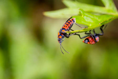 The black-red seed bug (Spilostethus saxatilis) is a blade of grass in the meadow
