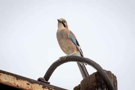 Eurasian jay (Garrulus glandarius) sitting on a lamp postの写真素材