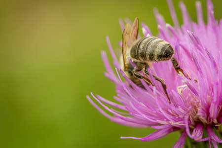A wild bee feeds on a purple flower in the field