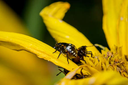 Southern green shield bug or Green vegetable bug (Nezara viridula) on a sunflower in the garden