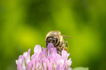 A bee feed on Red clover (Trifolium pratense) in the gardenの写真素材