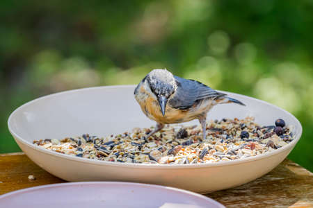 Eurasian nuthatch or Wood nuthatch (Sitta europaea) in a bowl with seedsの写真素材