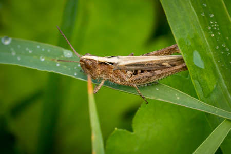 Bow-winged grasshopper (Chorthippus biguttulus) in the dewy grass in the meadowの写真素材