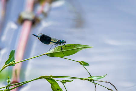 Banded demoiselle (Calopteryx splendens) rest on a leaf by the bank of the river Dravaの写真素材