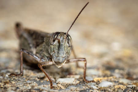 Detailed locust close-up picture taken in the gardenの写真素材