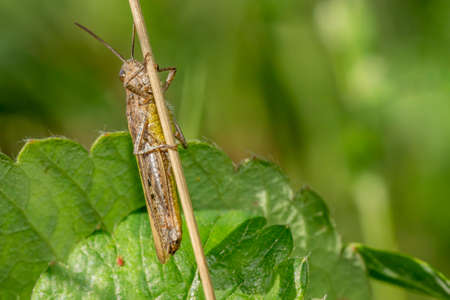 Close-up macro Locust (Stenobothrus eurasius) picture taken in the grassの写真素材