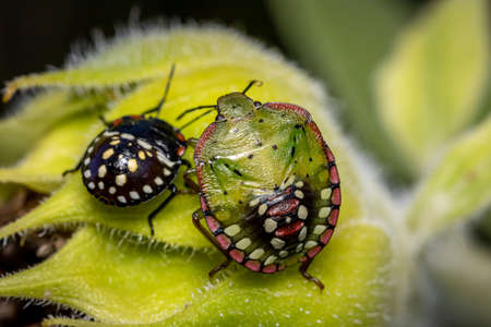 Southern green shield bug or Green vegetable bug (Nezara viridula) on a sunflower in the gardenの写真素材