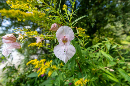 Policeman's helmet flower (Impatiens glandulifera) in Danube-Drava National Park, Hungaryの写真素材