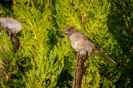 Eurasian blackcap (Sylvia atricapilla) on Thuja in the garden