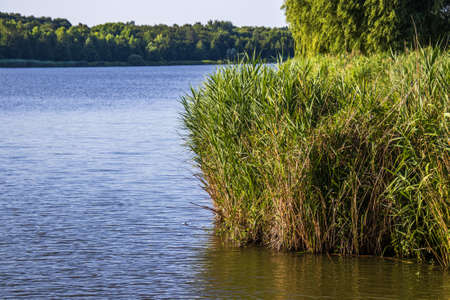 Reeds in the boating lake (Csonakazo to) in City Kanizsa, Hungaryの写真素材