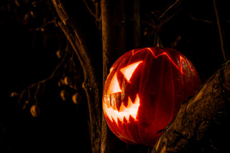 Spooky Halloween pumpkin lantern on an old tree at night in the darkness