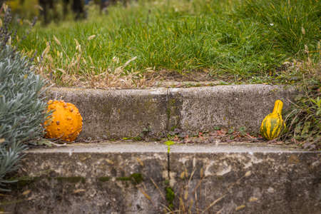 Ornamental pumpkins on the garden stairs on an autumn afternoonの写真素材
