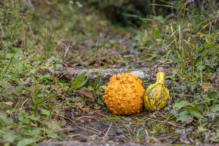 Ornamental pumpkins on the autumn ground in the garden