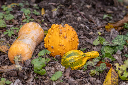Ornamental pumpkins on the autumn ground in the gardenの写真素材