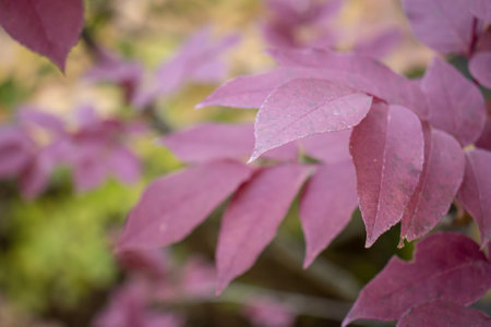 Red tree leaves in autumn in a forestの写真素材