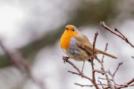 European Robin on an apple tree in the light rainの写真素材