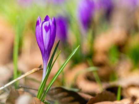 Purple crocus flowers in Early Spring in a local park