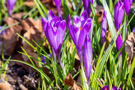 Purple crocus flowers in Early Spring in a local parkの写真素材