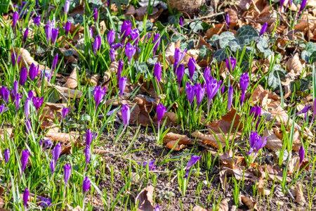 Purple crocus flowers in Early Spring in a local parkの写真素材