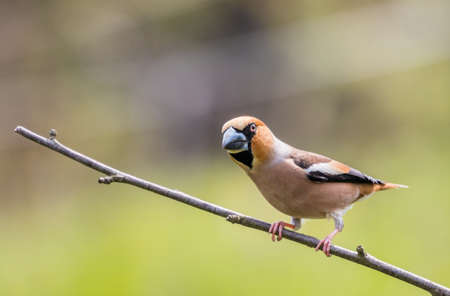 Hawfinch (Coccothraustes coccothraustes) is a twig looking in the cameraの写真素材