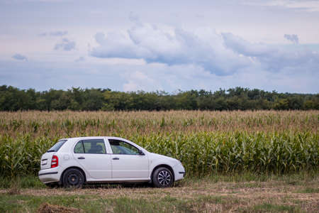 White car on the edge of the cornfieldの写真素材
