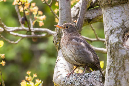 Common blackbird (Turdus merula) in the gardenの写真素材