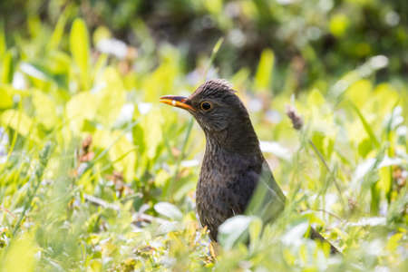 Common blackbird (Turdus merula) in the gardenの写真素材