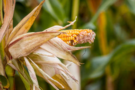 Agriculture, damaged corn plant in field, harvest timeの写真素材