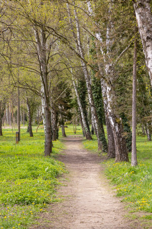 Path in the park in spring. Landscape with trees and grassの写真素材