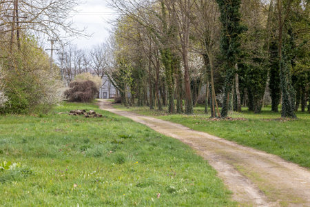 A country road in the middle of a green meadow in springの写真素材