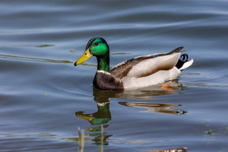 Male mallard duck (Anas platyrhynchos) swimming in a lakeの写真素材