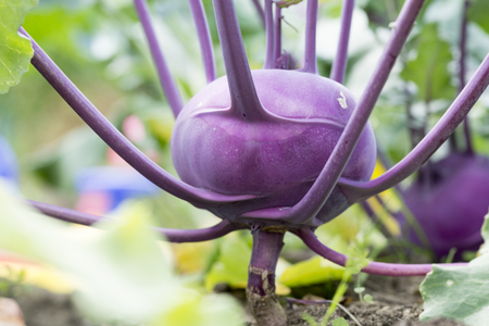 closeup of a Kohlrabi or turnip plant growing in in the gardenの写真素材