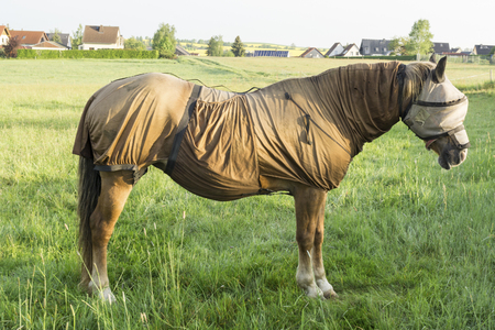 Sweet itch - Full body fly protection, including a mask, for the sensitive horseの写真素材