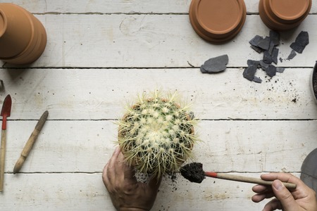 gardening, cactus planting on a old white tableの写真素材