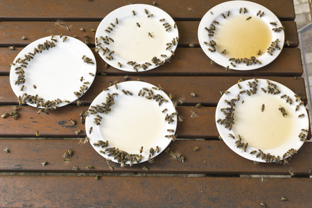 Wasps and bees in traps, white plates with beerの写真素材